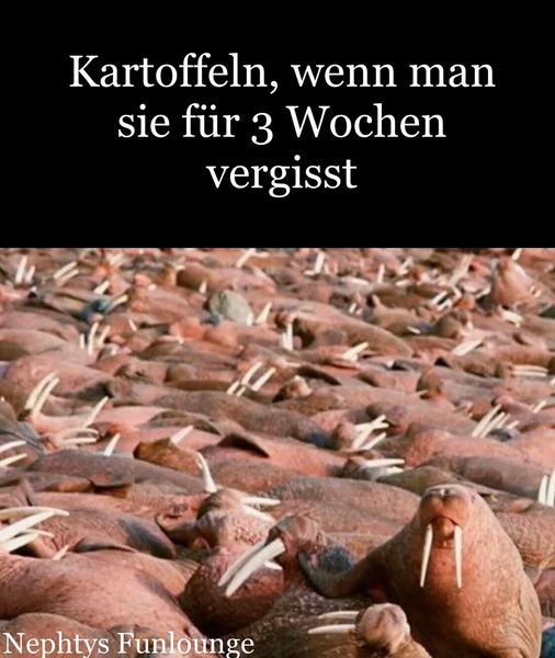 Meme des Tages