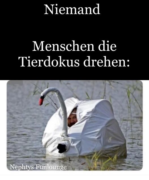 Meme des Tages