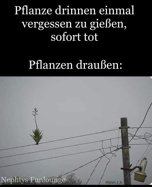 Meme des Tages