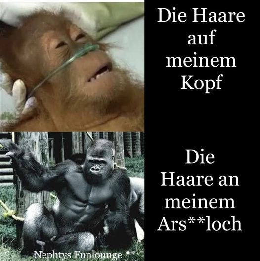 Meme des Tages